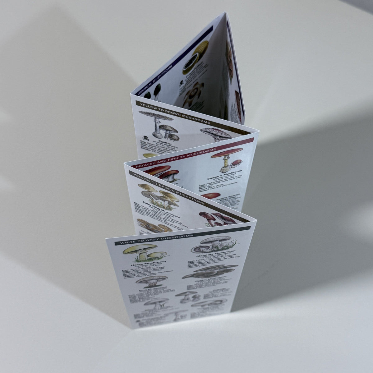 Mushrooms Pocket Naturalist Folding Guide Waterford Press