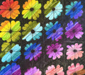 Grid of colorful daisy flowers in rainbow hues on a dark background, each flower a different color of the spectrum